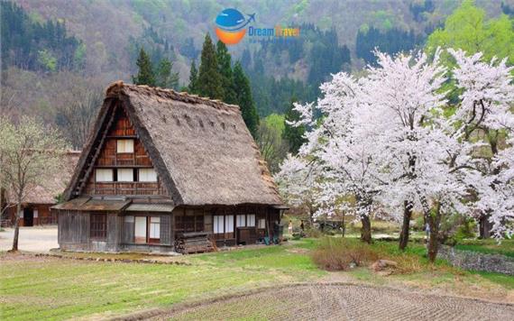 Tour Nhật Bản Mùa Hoa Anh Đào Shirakawago - Tokyo - Núi Phú Sĩ - Matsumoto - Nagoya